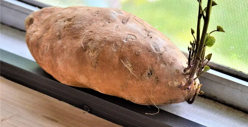 How to Tell if a Sweet Potato is Bad